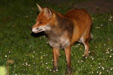 20200411 (16)_Red_Fox.JPG