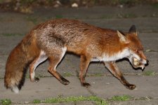 20200419 (8)_Red_Fox.JPG