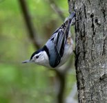 P1290477.jpeg  White-Breasted Nuthatch 1..jpeg