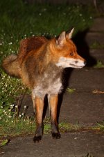 20200430 (10)_Red_Fox.JPG