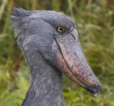 Shoebill.jpg