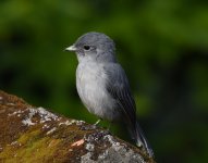 White-eyed Slaty Flycatcher.jpg