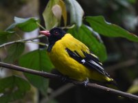 Montane Oriole.jpg