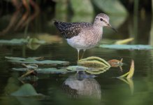 IMG_9686 Wood Sandpiper @ LV.JPG