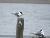 BF Great Crested Tern thread.jpg