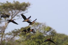 20200112 (39)_White-faced_Whistling_Duck.JPG