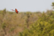 20200112 (51)_Northern_Carmine_Bee-eater.JPG