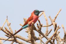 20200112 (56)_Northern_Carmine_Bee-eater.JPG