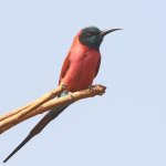 20200112 (62)_Northern_Carmine_Bee-eater.JPG