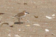 20200112 (68)_White-fronted_Plover.JPG