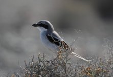 southern grey shrike.JPG