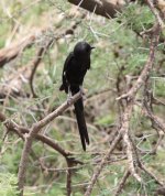 magpie shrike.jpg