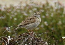 BF Australian Pipit thread.jpg