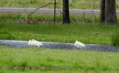 BF Yellow-billed Spoonbill thread.jpg