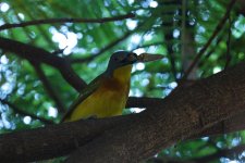 grey h bushshrike feeding.jpg