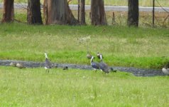 BF Straw-necked Ibis thread.jpg