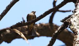 Western Wood Pewee small.jpg