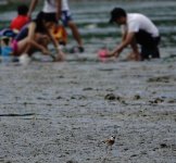 DSC06830 Lesser Sandplover with clam diggers @ Shui Hau.jpg