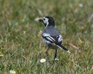 Alba Wagtail_Girdle Ness_060620a.jpg