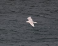 Iceland Gull_Girdle Ness_170320a.jpg