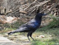 BF Australian Raven thread.jpg