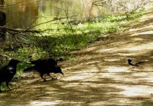 BF Brave Willie Wagtail, Australian Raven thread.jpg