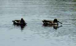 BF Pink-eared Duck thread.jpg