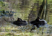 BF Great Crested Grebe 1 thread.jpg