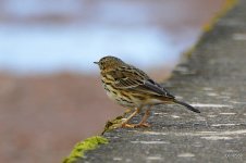 Meadow Pipit - Exe Estuary at Powderham 18-02-2020 13-46-48.JPG