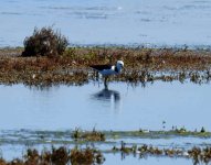 BF Pied Stilt thread.jpg