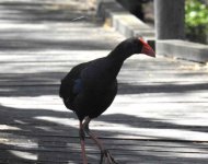 BF Australian Swamphen 1 thread.jpg