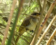 BF Fledgling Singing Honeyeater thread.jpg