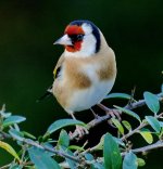 A Goldfinch 10.11.14.jpg