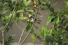 Tit,Great(Parus Major)20.2#2, Hunas Falls, Sri Lanka white form.jpg