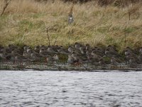 waders4.jpg