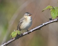 Sedge Warbler_Girdle Ness_080520a.jpg