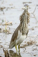 DSC01345 Chinese Pond Heron @ LV.jpg