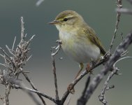 Willow Warbler_Girdle Ness_080520a.jpg