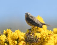 Meadow Pipit_Girdle Ness_080520a.jpg