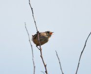 Wren_Girdle Ness_080520a.jpg