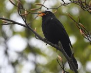 Blackbird_Girdle Ness_080520a.jpg