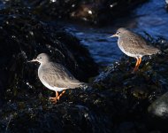 Redshank_Girdle Ness_220220a.jpg