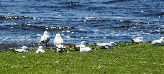 BF Silver Gull thread.jpg