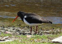 BF Pied Oystercatcher thread.jpg