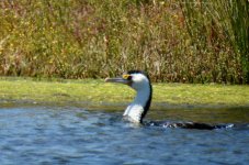 BF Australian Pied Cormorant thread.jpg