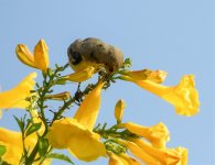 Nile Valley Sunbird Hedydipna metallica.jpg