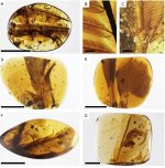 Amber-feathers.jpg