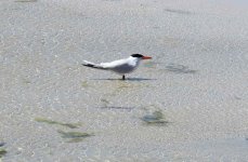 BF Caspian Tern thread8.jpg