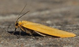 005 Orange Footman.JPG