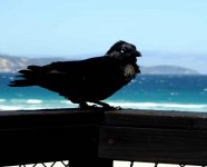 BF Australian Raven thread.jpg